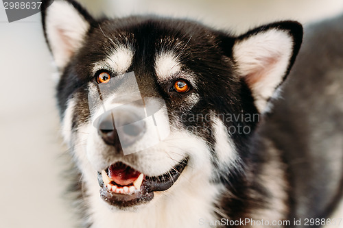 Image of Alaskan Malamute Dog Close Up Portrait