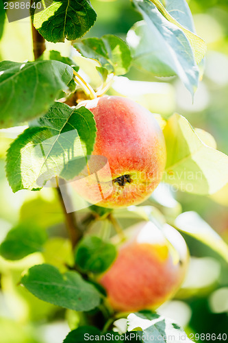 Image of Fresh Red Apples On Apple Tree Branch