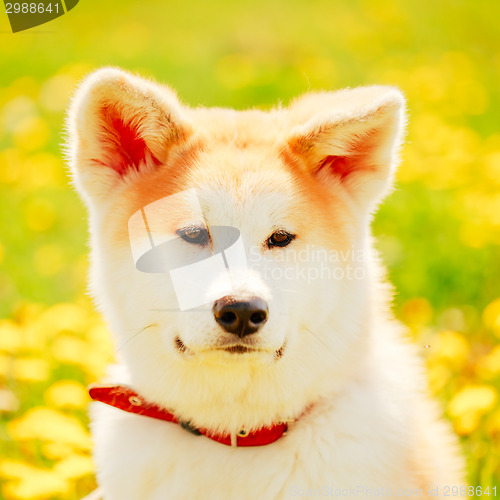 Image of Akita Dog (Akita Inu, Japanese Akita)