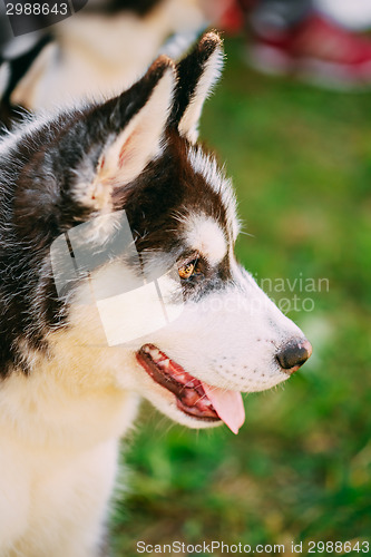 Image of Close Up Young Husky Puppy Eskimo Dog
