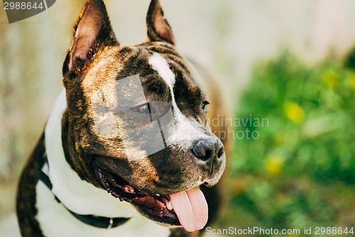 Image of American Staffordshire Terrier Outdoor