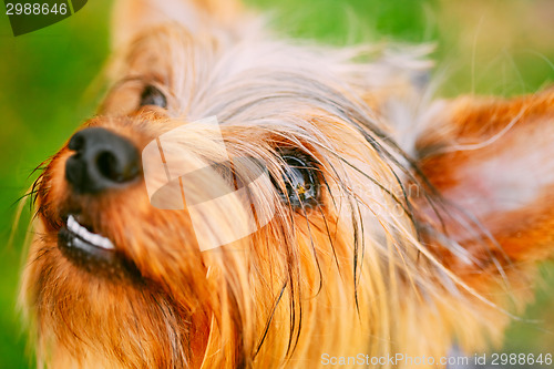 Image of Close Up Yorkshire Terrier On Green Grass