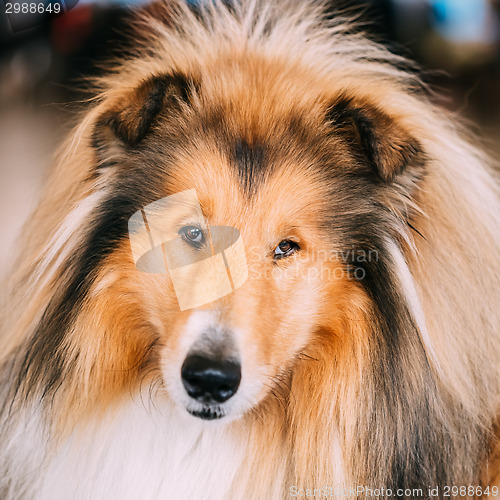 Image of Red Rough Collie Dog