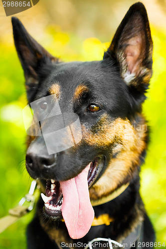 Image of German Shepherd Dog