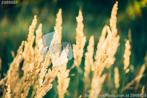 Image of Dry Red Grass Field Meadow