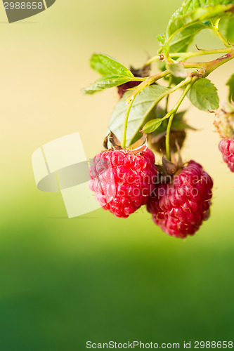 Image of Raspberry. Raspberries. Growing Organic Berries