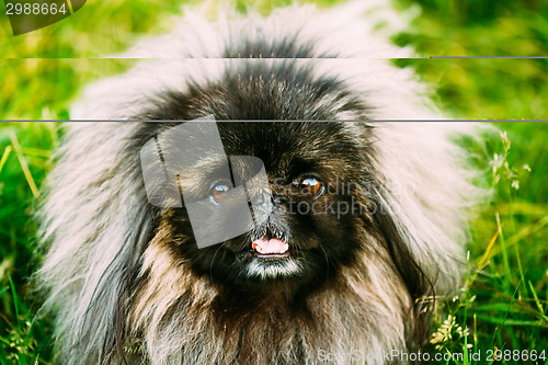 Image of Pekingese Pekinese Peke Dog Resting On Grass