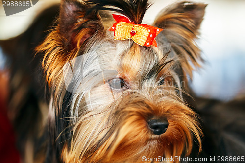 Image of Close Up Cute Yorkshire Terrier Dog