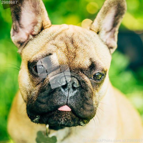 Image of Dog French Bulldog