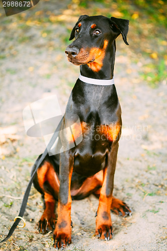 Image of Black Doberman Dog Outdoor Portrait