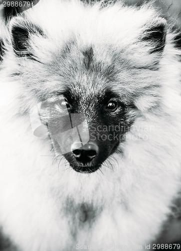 Image of Gray Keeshound, Keeshond, Keeshonden Dog (German Spitz) Wolfspit