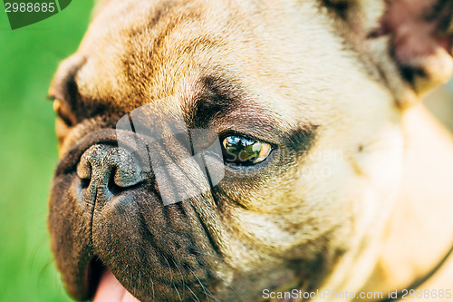 Image of Dog French Bulldog