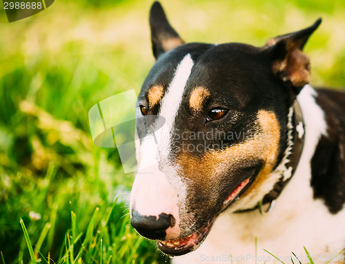 Image of Close Pets Bull Terrier Dog Portrait At Green Grass