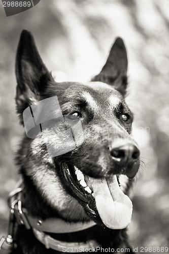 Image of German Shepherd Dog