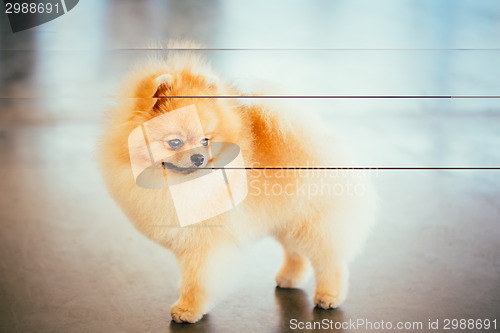 Image of Pomeranian Puppy Spitz Dog In Full Length