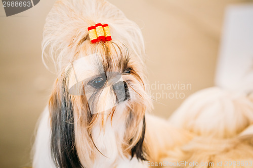 Image of Cute Shih Tzu White Toy Dog