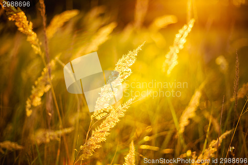 Image of Dry Red Grass Field Meadow