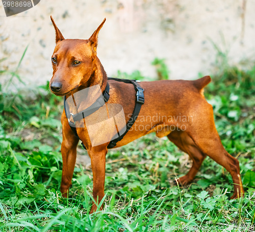 Image of Brown Dog Miniature Pinscher Head