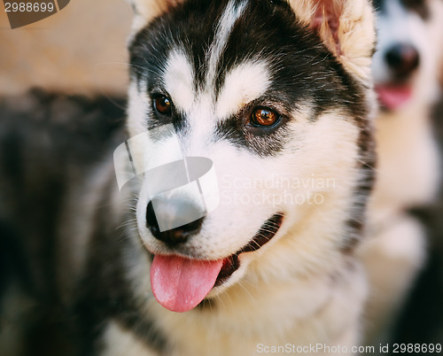 Image of Close Up Young Happy Husky Puppy Eskimo Dog