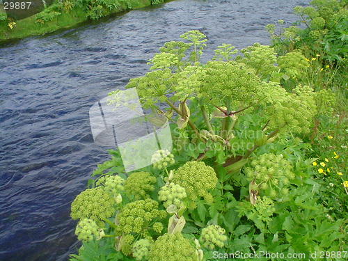 Image of garden dock