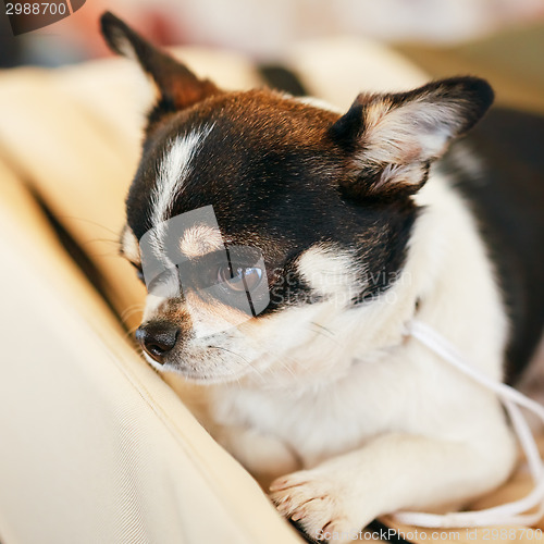 Image of Chihuahua dog close up portrait