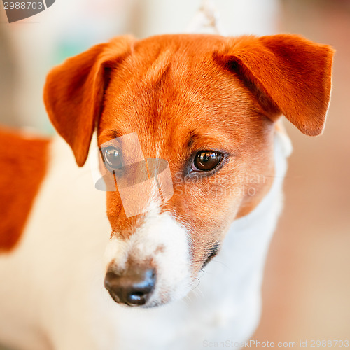 Image of Dog Jack Russel Terrier