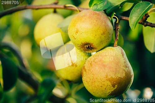 Image of Fresh Green Pears On Pear Tree Branch, Bunch