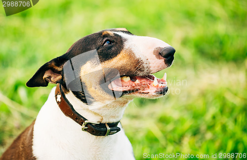 Image of Close Pets Bull Terrier Dog Portrait At Green Grass