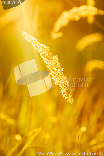 Image of Dry Red Grass Field Meadow