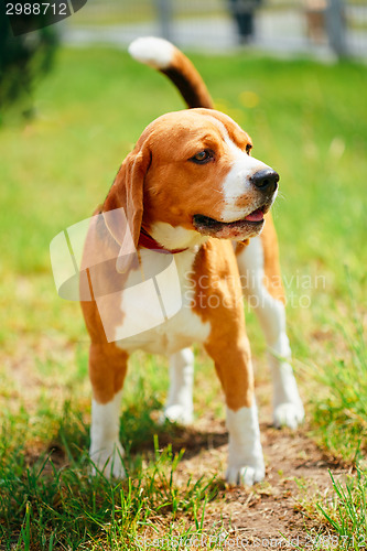 Image of Beagle On Meadow - Pedigree Dog