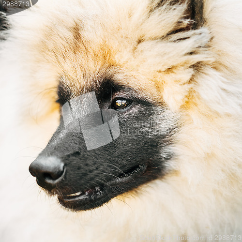 Image of Gray Keeshound, Keeshond, Keeshonden Dog (German Spitz) Wolfspit