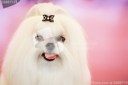Image of Cute Shih Tzu White Toy Dog