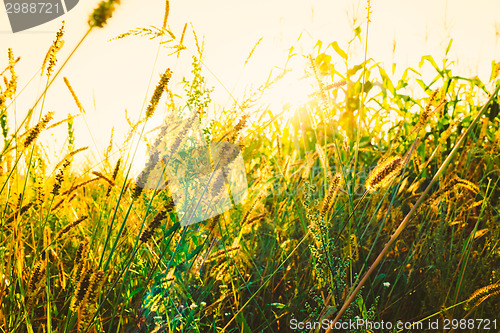 Image of Dry Red Grass Field Meadow