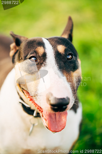 Image of Close Pets Bull Terrier Dog Portrait At Green Grass