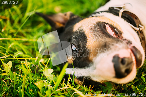 Image of Close Pets Bull Terrier Dog Portrait At Green Grass