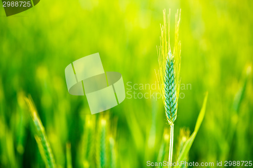 Image of Green Wheat In Field At Sunset