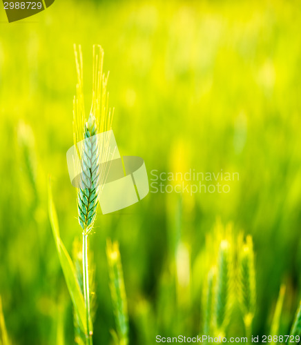 Image of Green Wheat In Field At Sunset