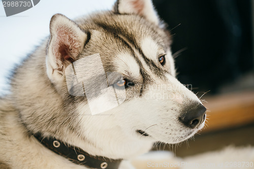 Image of Gray Adult Siberian Husky Dog (Sibirsky husky) 