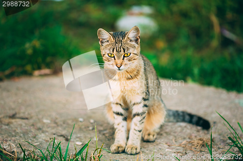 Image of Lonely, Sad, Homeless Cute Tabby Gray Cat Kitten Pussycat
