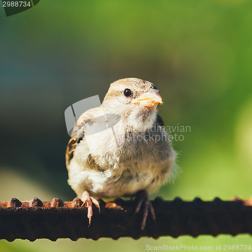 Image of House Sparrow (Passer Domesticus) On Fence