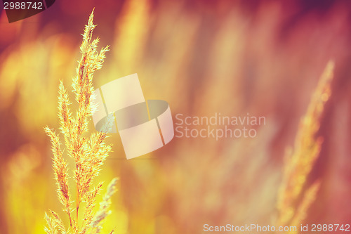 Image of Dry Red Grass Field Meadow