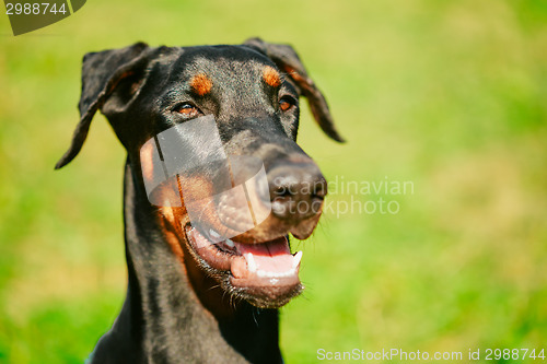 Image of Close Up Black Doberman Dog On Green Grass Background