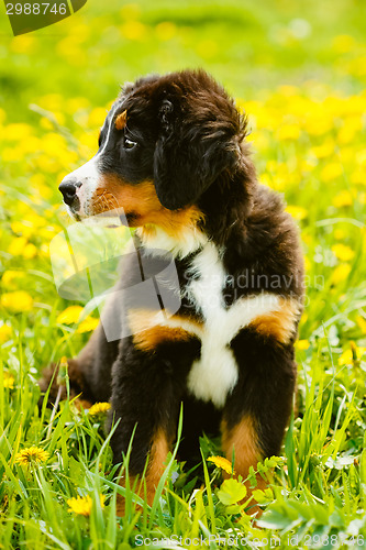 Image of Bernese Mountain Dog (Berner Sennenhund) Puppy