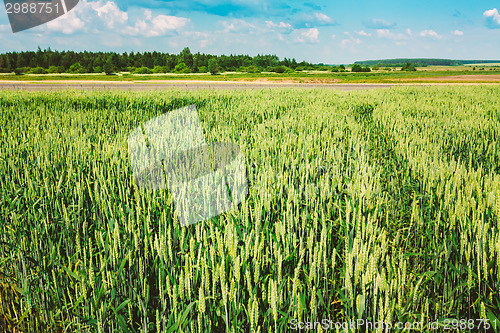 Image of Green Barley Ears Field Early Summer. Green Background