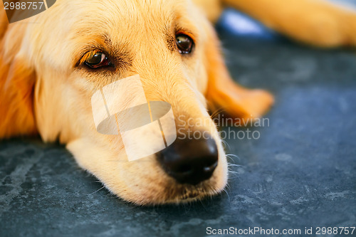 Image of Lost Homeless Hungry Golden Labrador Retriever Dog ??Sleepin