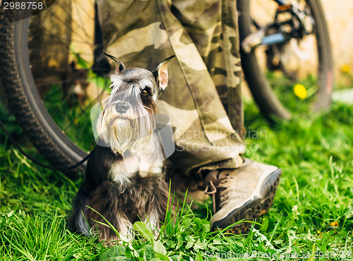 Image of Miniature Schnauzer Dog Sitting In Green Grass Outdoor