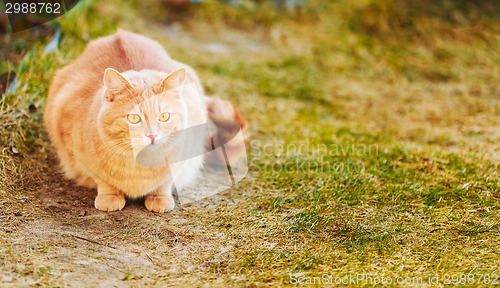 Image of Red cat sitting on green spring grass