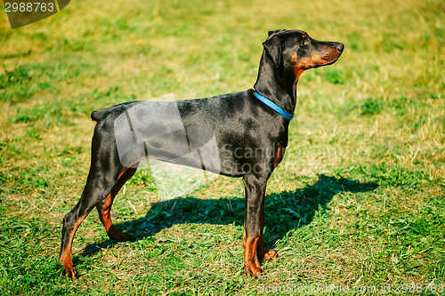 Image of Black Doberman Dog On Green Grass Background