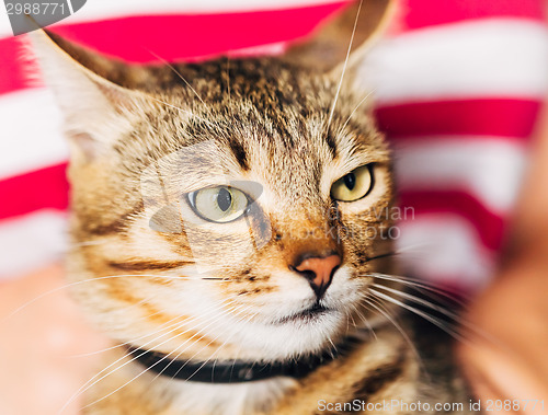 Image of Close Up Portrait Tabby Male Kitten Cat