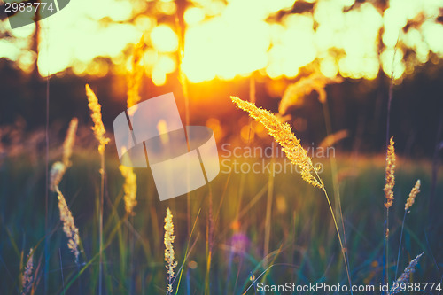 Image of Dry Red Grass Field Meadow